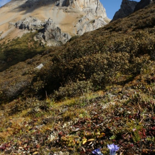 Gentiana georgei on Baima Shan